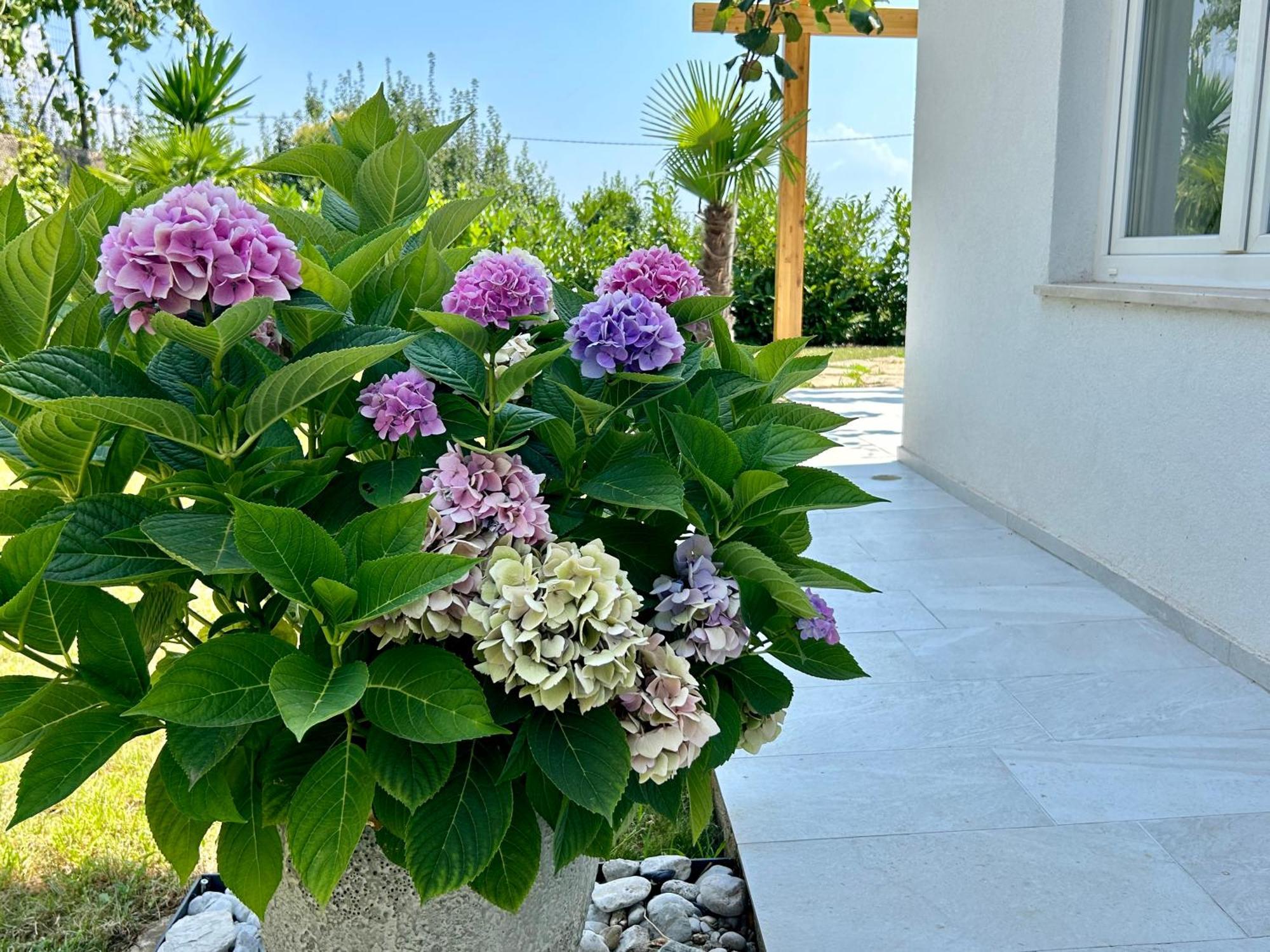 Villa Palma Lovran Dış mekan fotoğraf